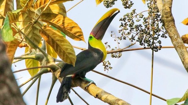Arenal Costa Rica