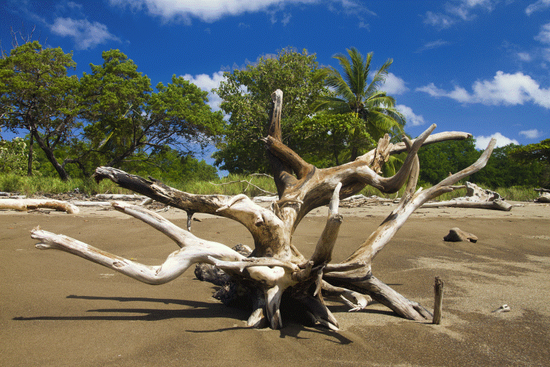 wilde strände mit Treibholz bei uvita in Costa Rica