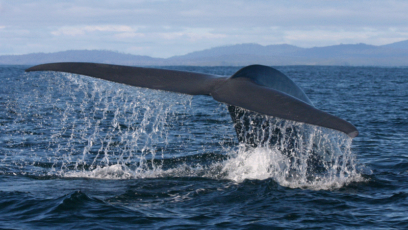 Walflosse auf Bootstour bei Uvita in Costa Rica