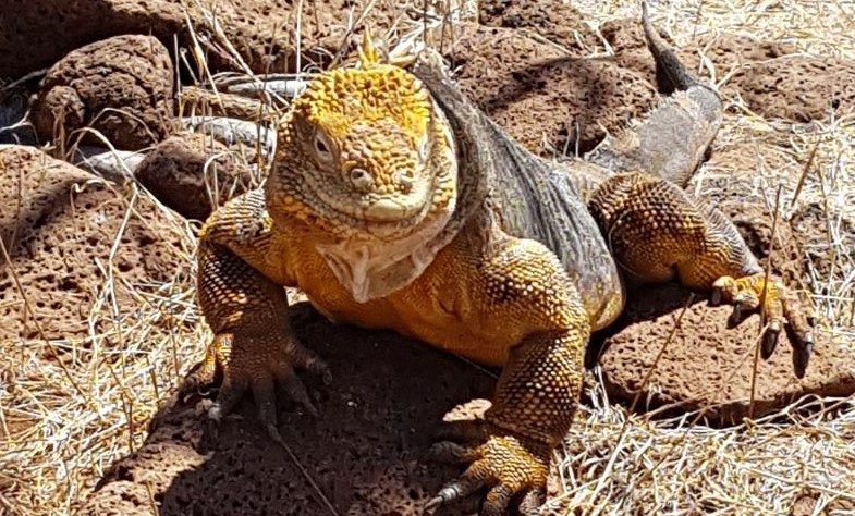 Ein Galapagos-Landleguan ruht auf vulkanischem Gestein