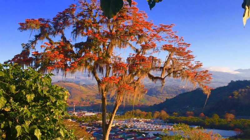 Gruppenreise Orosi Korallenbaum in Costa Rica