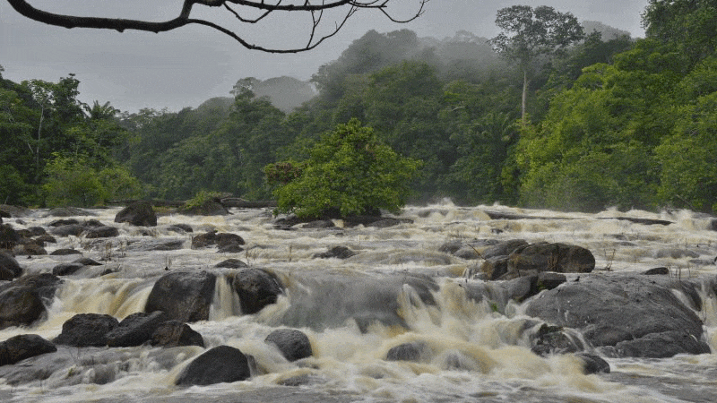 Suriname Regenwald mit Stromschnellen bei den Flüssen