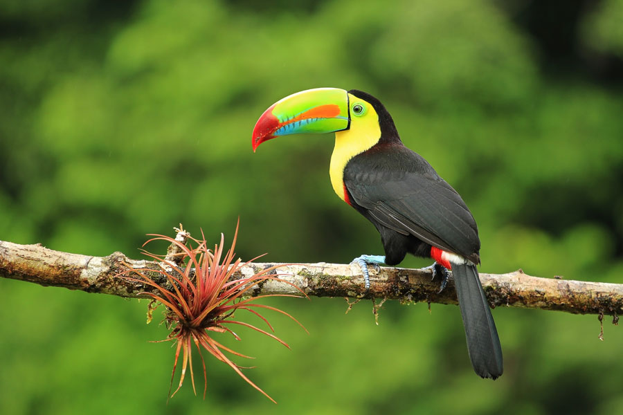 Ein Tukan - eins der Highlights auf einer Costa Rica Reise und Rundreise