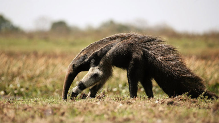 Ein Großer Ameisenbär sucht in der Graslandschaft eines Nationalparks nach Nahrung
