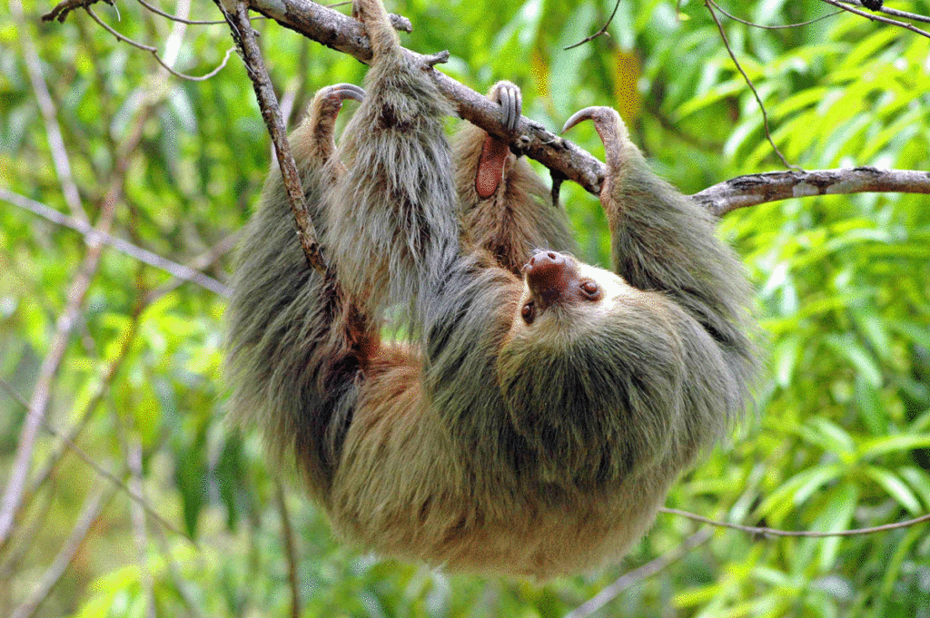 Entdecken Sie ein Faultier im Monteverde Nebelwald