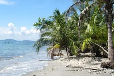 Karibischer Strand mit Palmen, die bis ans Meer wachsen im Cahuita Nationalpark.