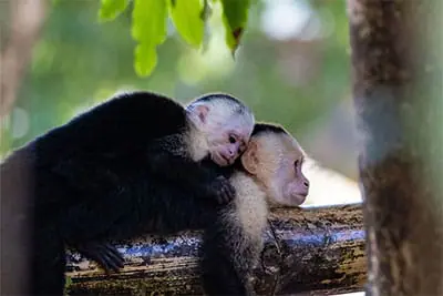 Kapuzineraffen im Corcovado Nationalpark