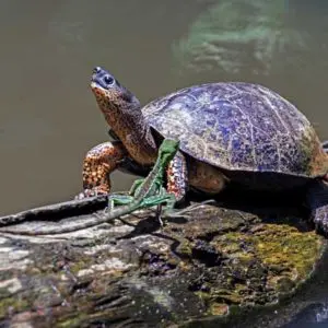 Erlebnis Tortuguero Nationalpark