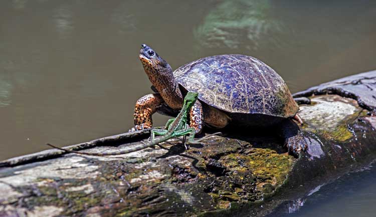 3 Tage Tortuguero Nationalpark intensiv Napur Tours