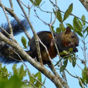 Ein Braunhörnchen sitzend auf einem Ast