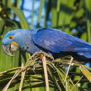 Birdwatching exklusiv: Araras Eco Lodge