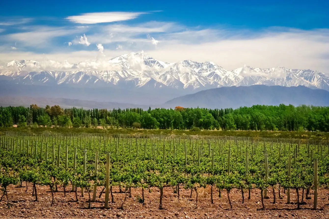 Weiläufige Weinberge bei Mendoza