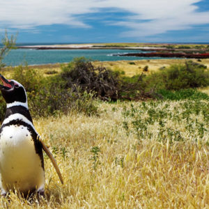Tierparadies Halbinsel Valdes