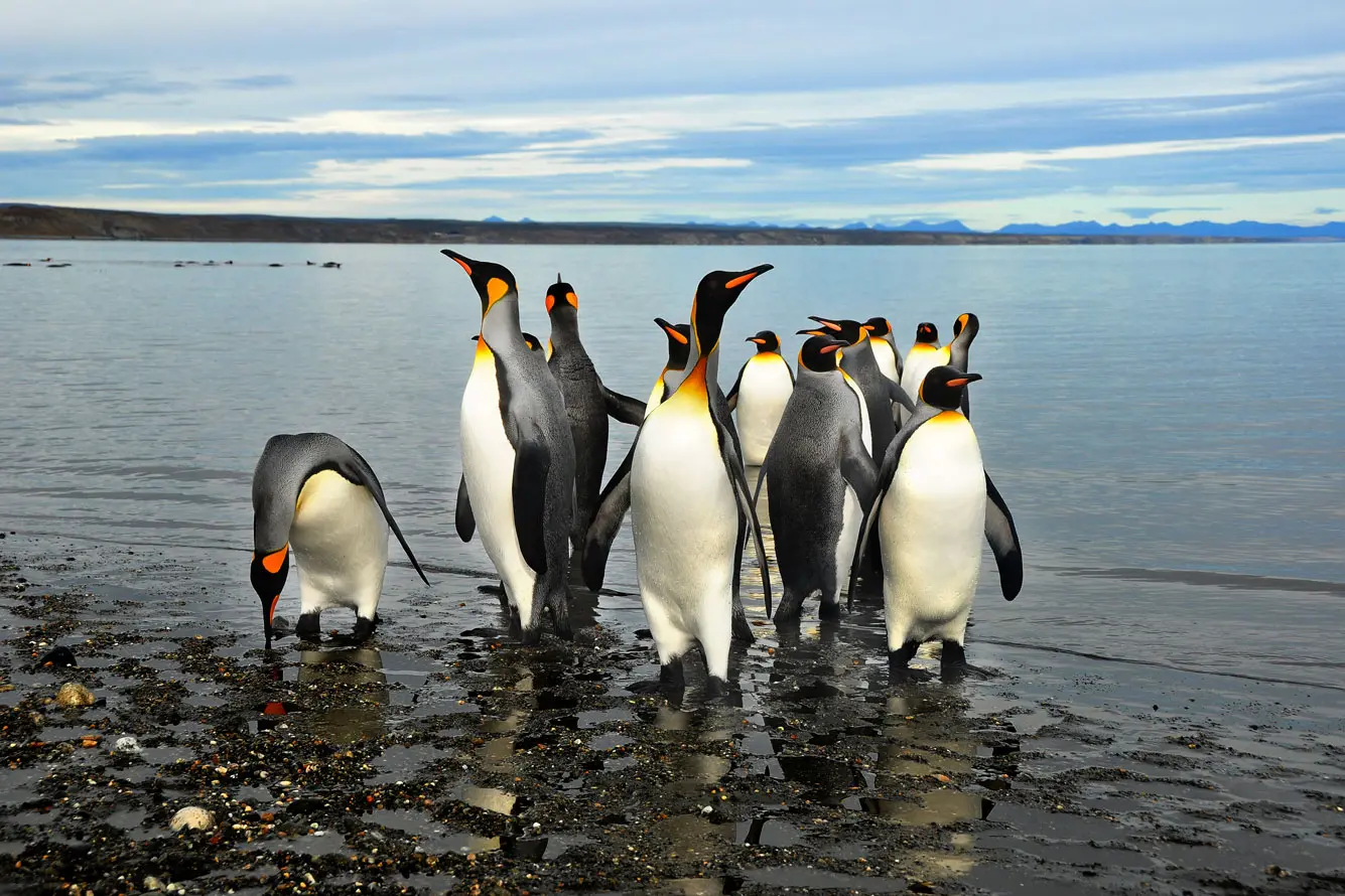 Argentnien-Reise-Ushuaia-Kaiserpinguine