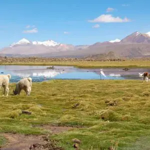 Arica & Lauca Nationalpark