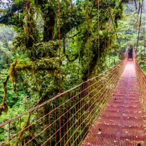 Den mythischen Monteverde Nebelwald entdecken