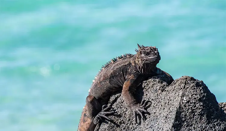 Galapagos-Insel-Santa-Cruz-Reise-Thumb