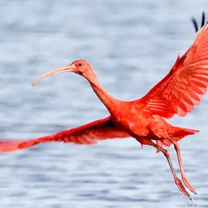Naturresevat Bigi Pan / Nieuw Nickerie