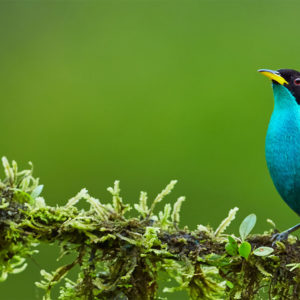 Nicaragua Naturreise mit Vogelkunde