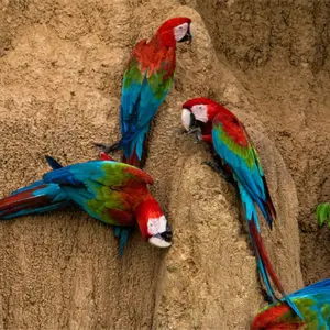 Regenwald Tour bei Puerto Maldonado