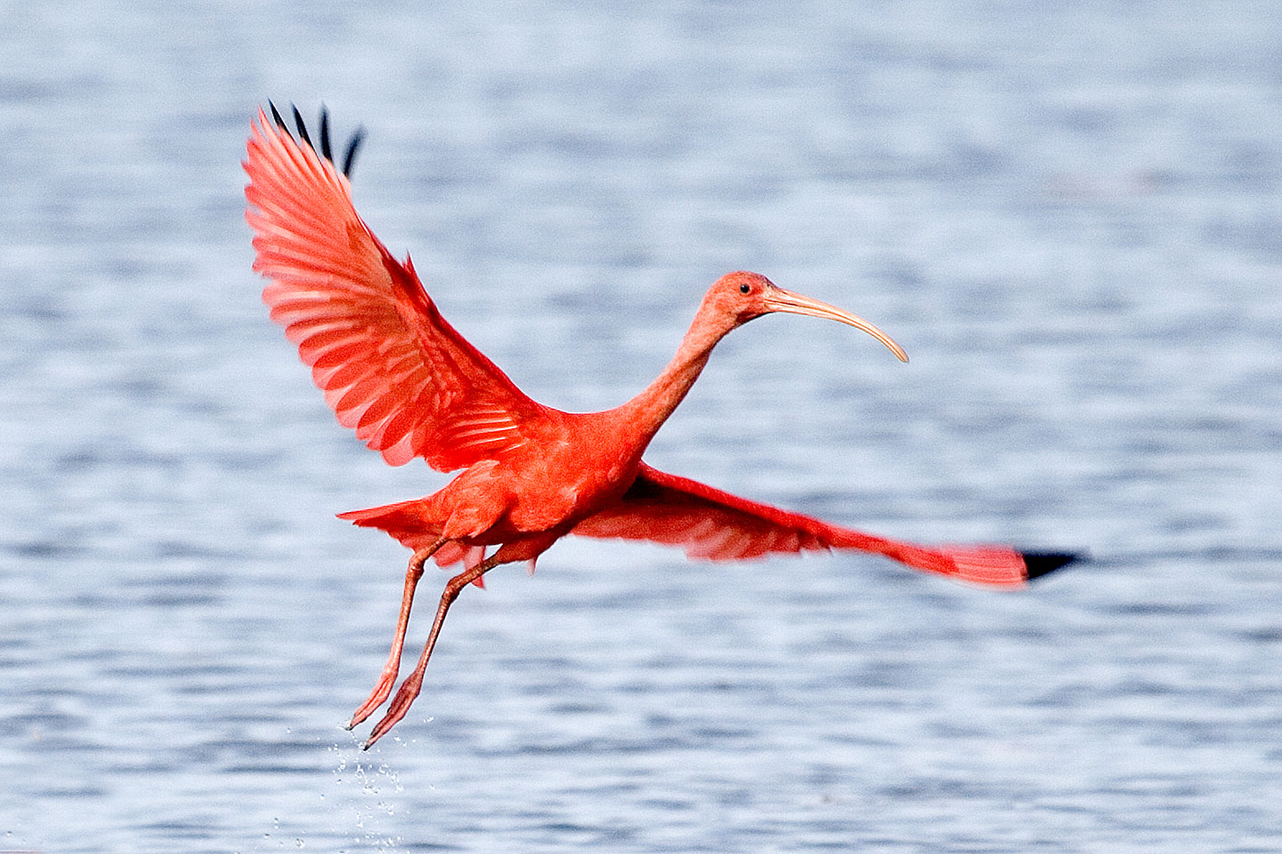 Ein roter Ibis breitet seine Flügel aus