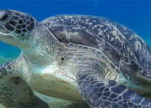 Lederschildkröte Galibi Bigipan