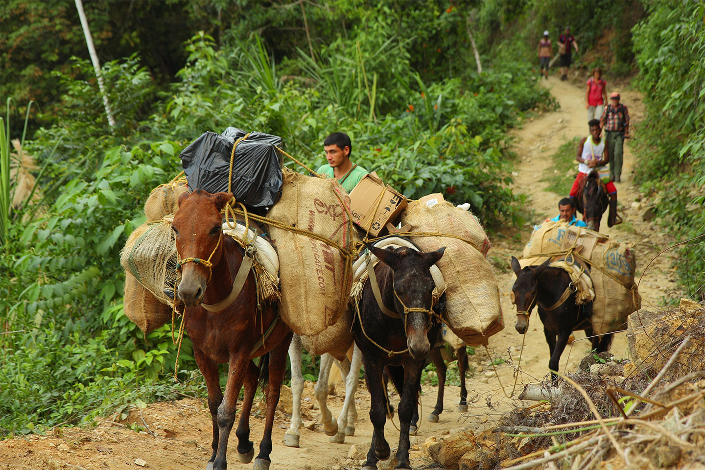Maultiere und Pferde tragen schwere Lasten auf einem schmalen, von dichtem Grün umgebenen Pfad während des Trekkings zur Ciudad Perdida in Kolumbien.