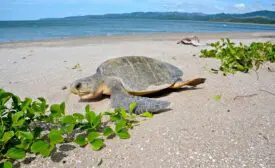 Eine Meeresschildkröte krabbelt am Strand 