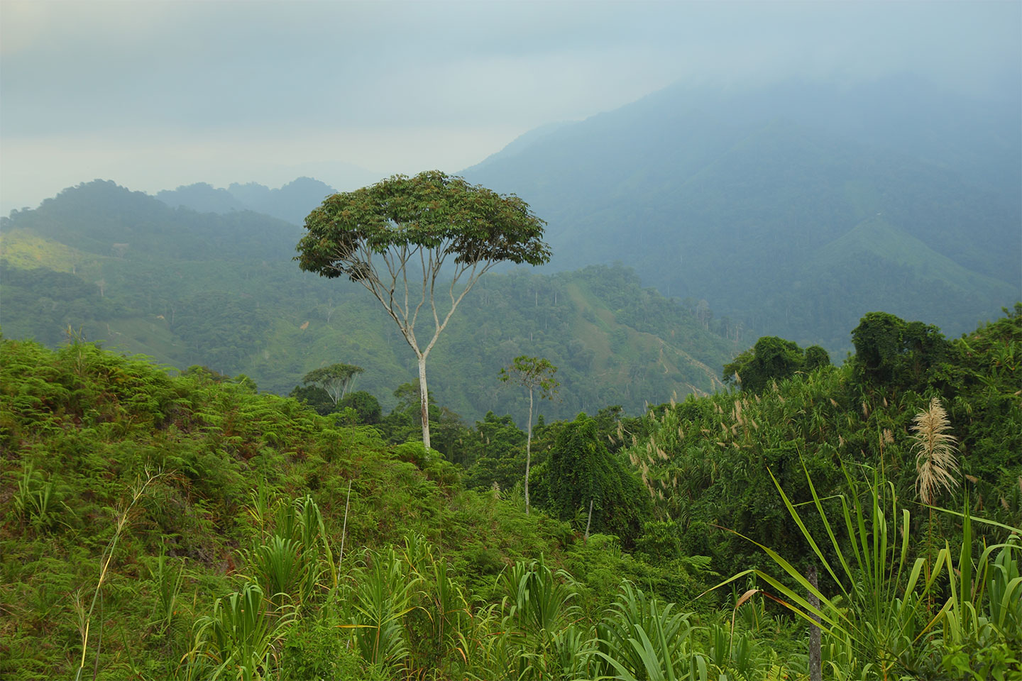 Einzelner hoher Baum mit breiter Krone steht über dicht bewachsenen grünen Hügeln und nebelverhangenen Berghängen entlang des Treks zur Ciudad Perdida in Kolumbien.