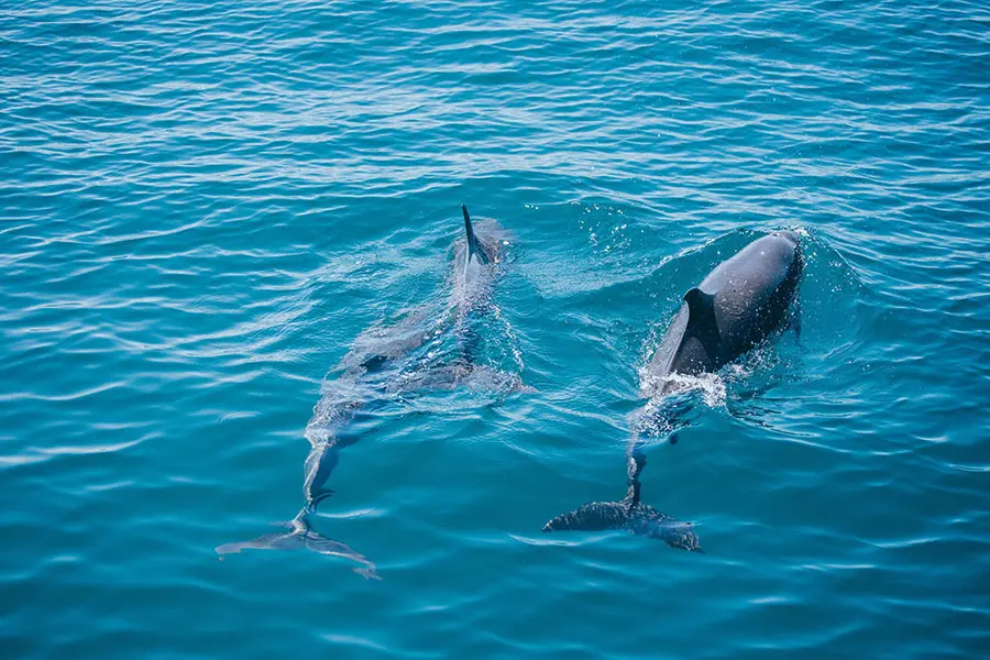 Costa-Rica-Seekajak-Schnorcheln-Delfine