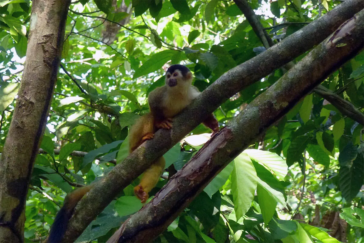 Corcovado-Trekking-Affen