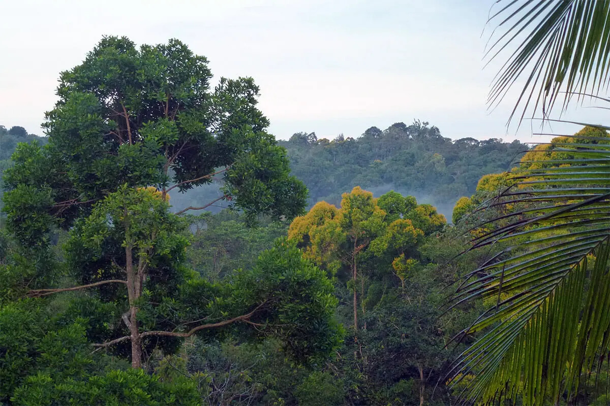 Corcovado-Trekking-Urwald