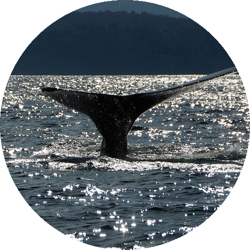 Eine Walflosse schaut aus dem Wasser heraus.