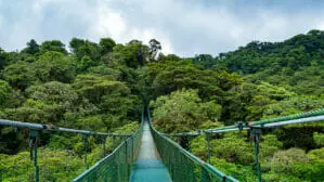 Blick über eine Hängebrücke im Selvatura Park