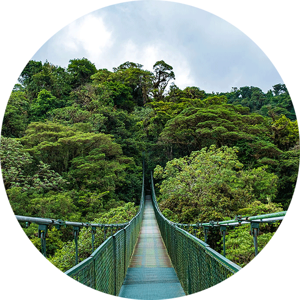 Eine Hängebrücke, die durch dichten Regenwald führt.
