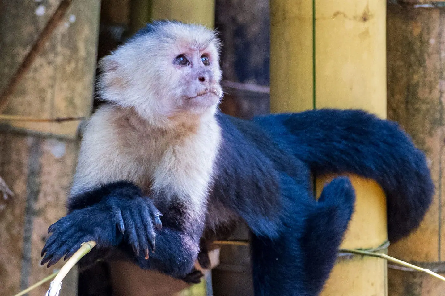 Kapuzineraffe-Boca-Tapada-Costa-Rica