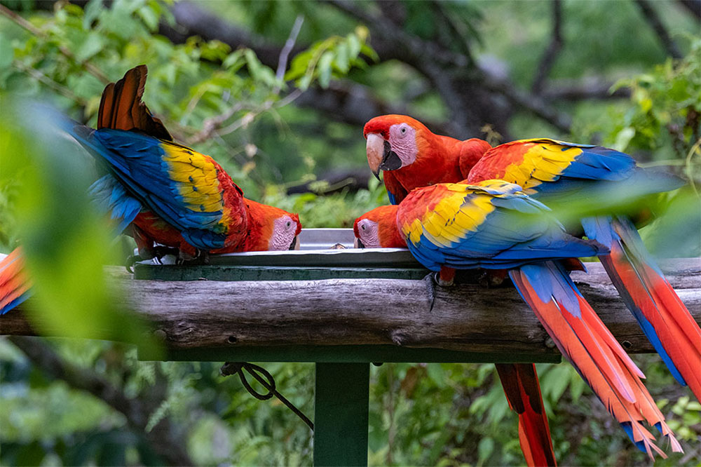 Drei Aras bei der Fütterung in einer Ara-Auffangstation auf der Nicoya Halbinsel in Costa Rica