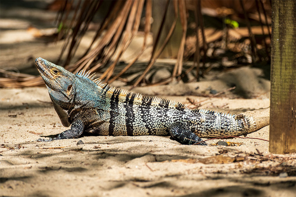 Ein Leguan sonnt sich an einem Strand