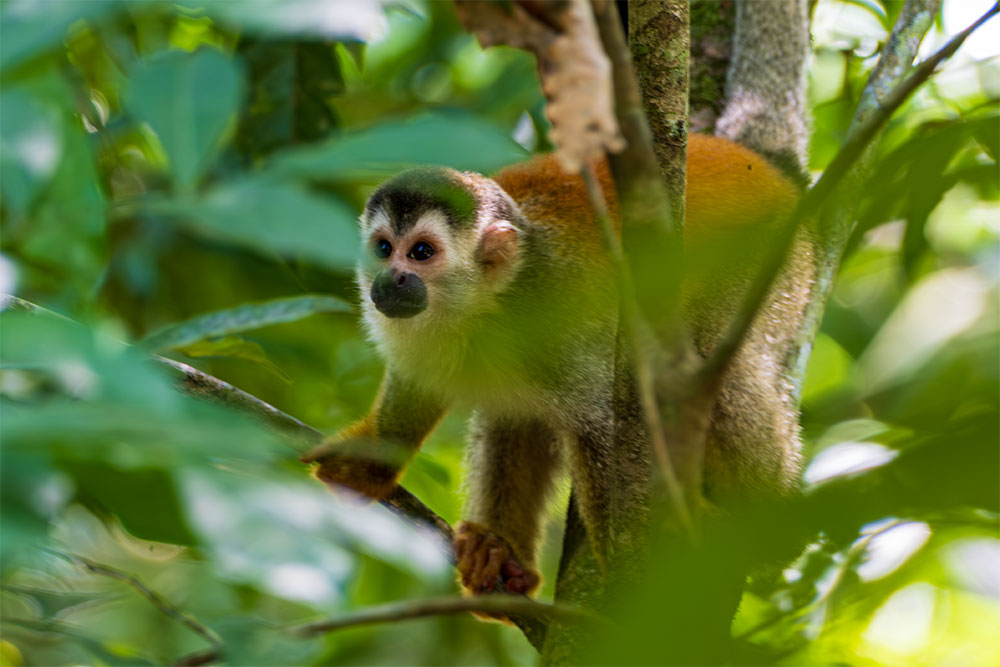 Ein Totenkopf-Äffchen gesehen im Manuel Antonio Nationalpark in Costa Rica.