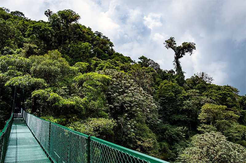 Hängebrücke im Selvatura Park im Monteverde Nebelwald in Costa Rica