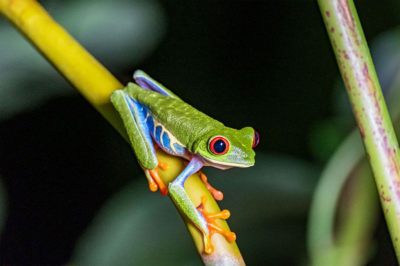 Rotaugen-Laubfrosch bei einer Nachtwanderung in Costa Rica