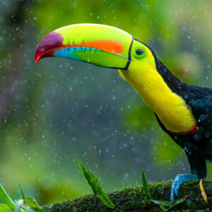 Auf der Kleingruppenreise entdecken Sie die Karibikküste von Costa Rica und Panama und sehen viele Tiere, wie zum Beispiel einen Tukan wie hier auf dem Bild