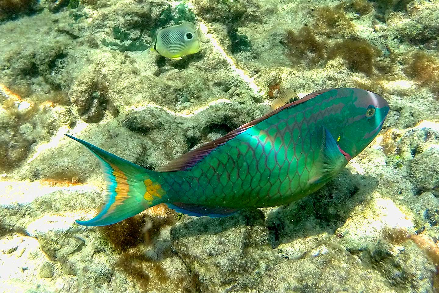 Ein bunter Fisch beim Schnorcheln gesehen
