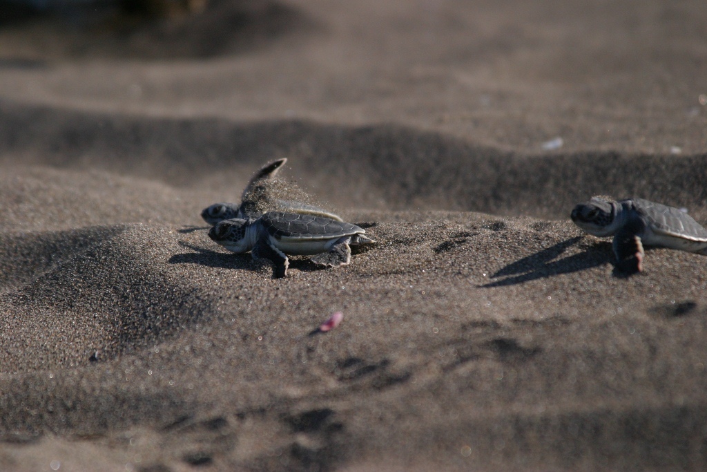 Schildkröten nach dem Schlüpfen