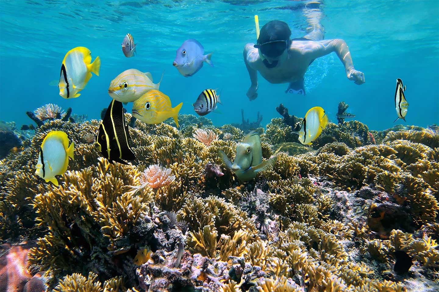 Ein Mann beim Schnorcheln im Meer. Bunte Fische schwimmen umher.