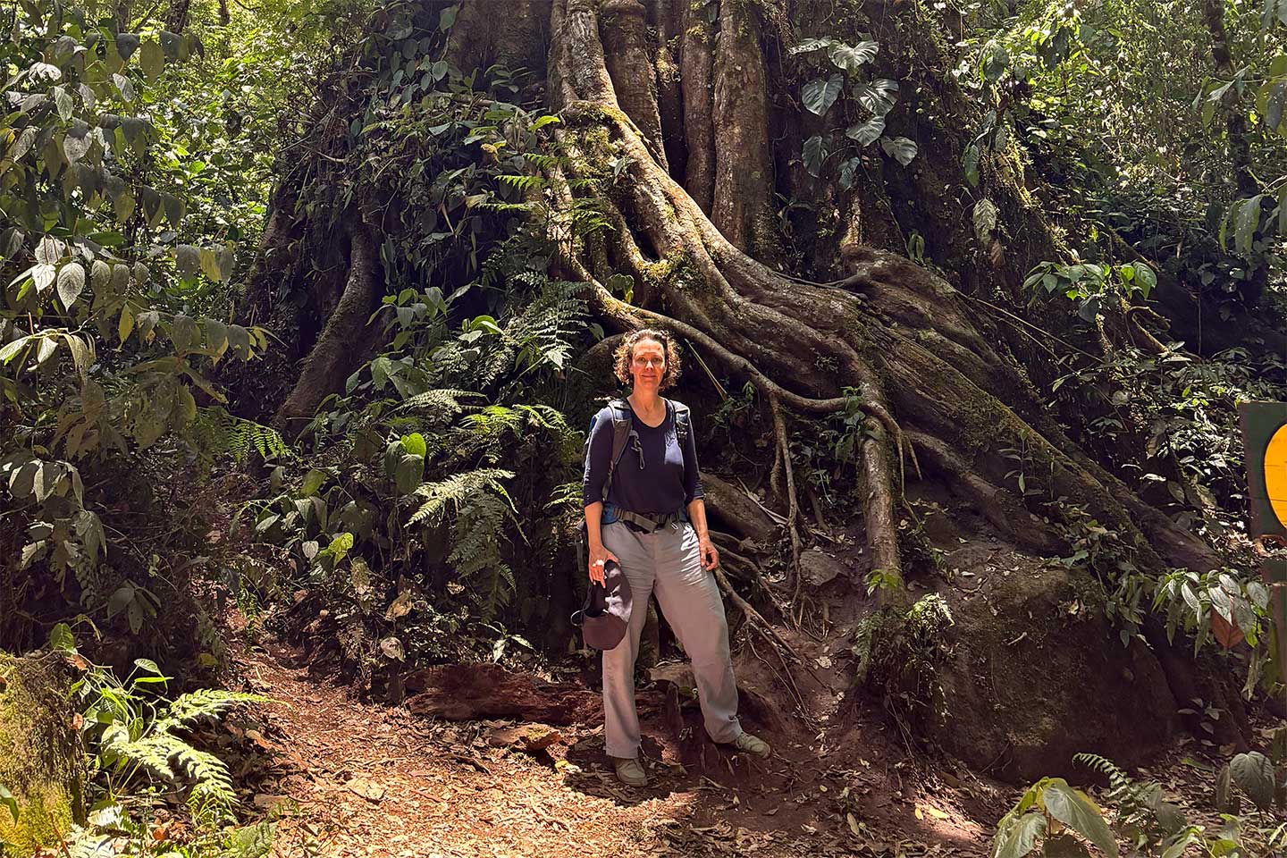 Panama: Boquete - großer Baum