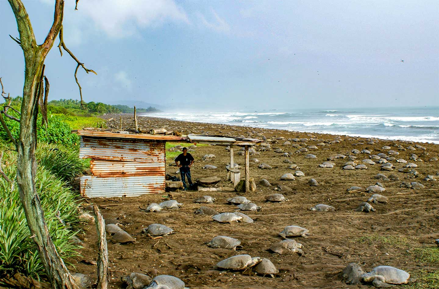 Der Playa Ostional: Tausende Oliv-Bastardschildkröten kriechen an den Strand zur Eiablage.
