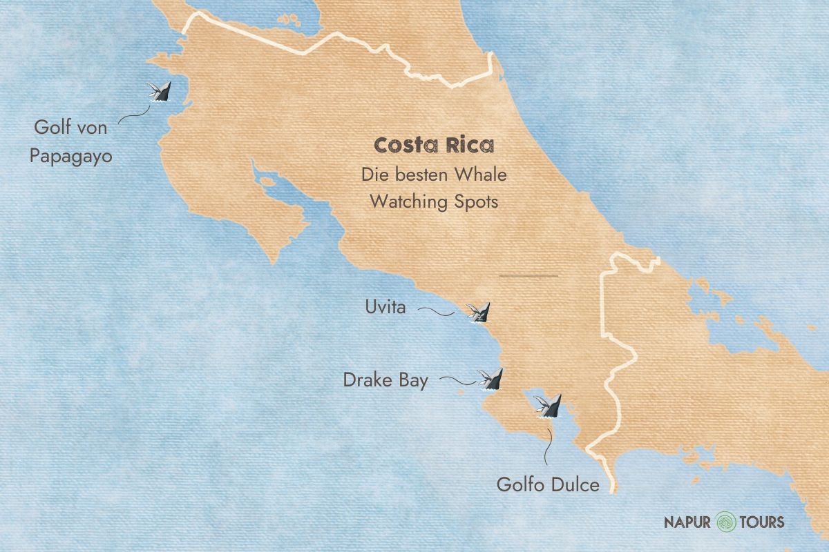 Die Grafik zeigt eine Karte von Costa  Rica. Darauf sind folgende vier Orte markiert, bei denen die Sichtungschancen für Buckelwale am höchsten sind: Uvita, Drake Bay, Golfo Dulce, Golf von Papagayo