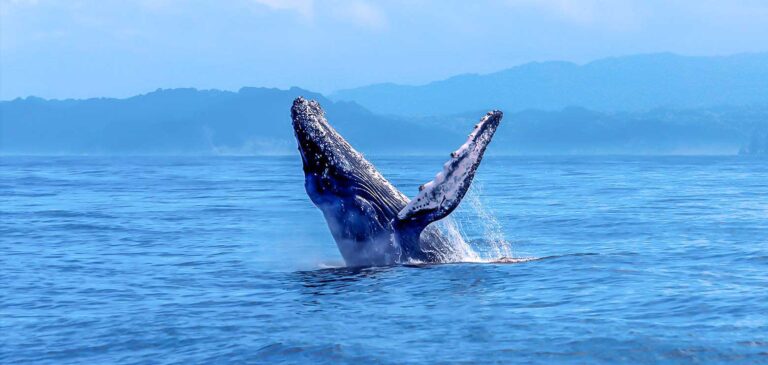 Ein Buckelwal springt aus dem Wasser – Ort: Pazifikküste, Costa Rica