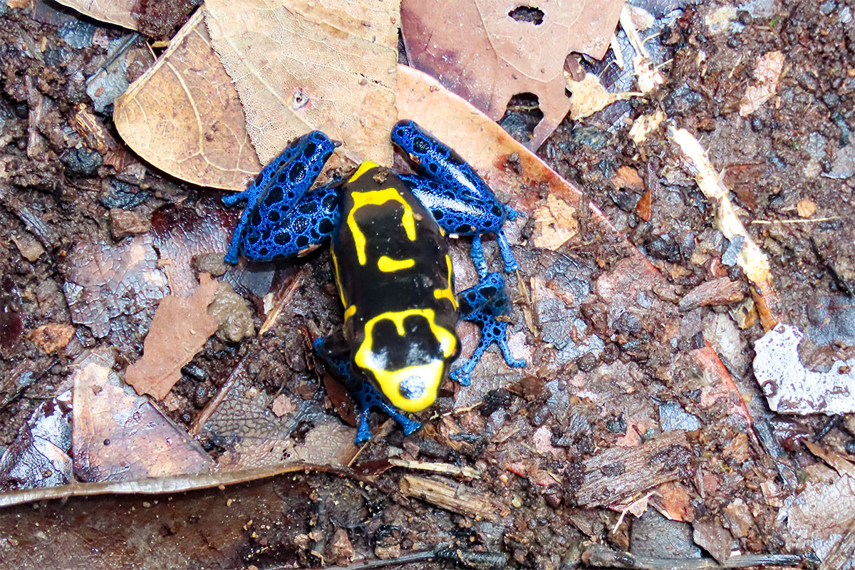 Ein blau-gelber Frosch